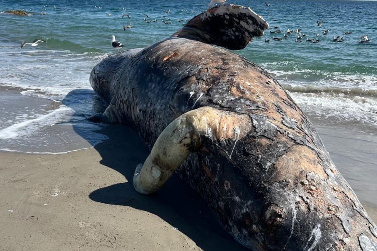 BALLENA es.mongabay.com