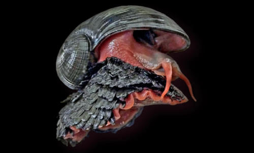 caracol volcánico3 caracol volcánico3