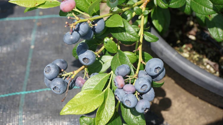 shutterstock_1446643556 shutterstock_1446643556.jpg