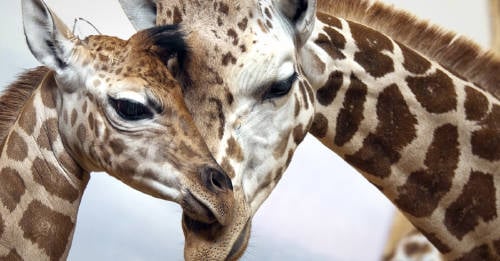 28000 especies amenazadas extincion 28000 especies amenazadas extincion