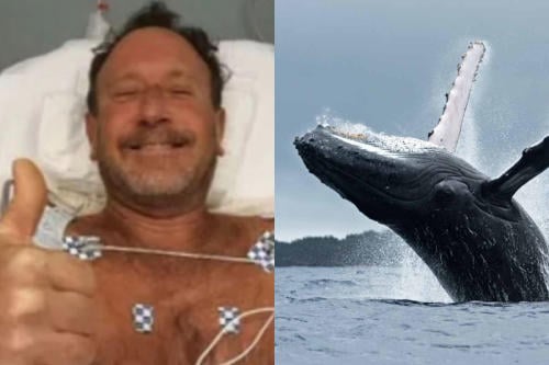 ballena buzo ballena buzo