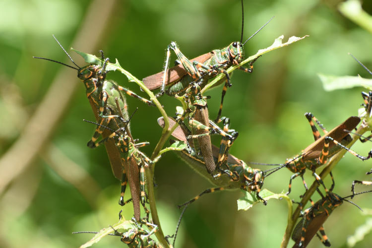 Esp Insecto Chromacris speciosa Nahuel Cubas