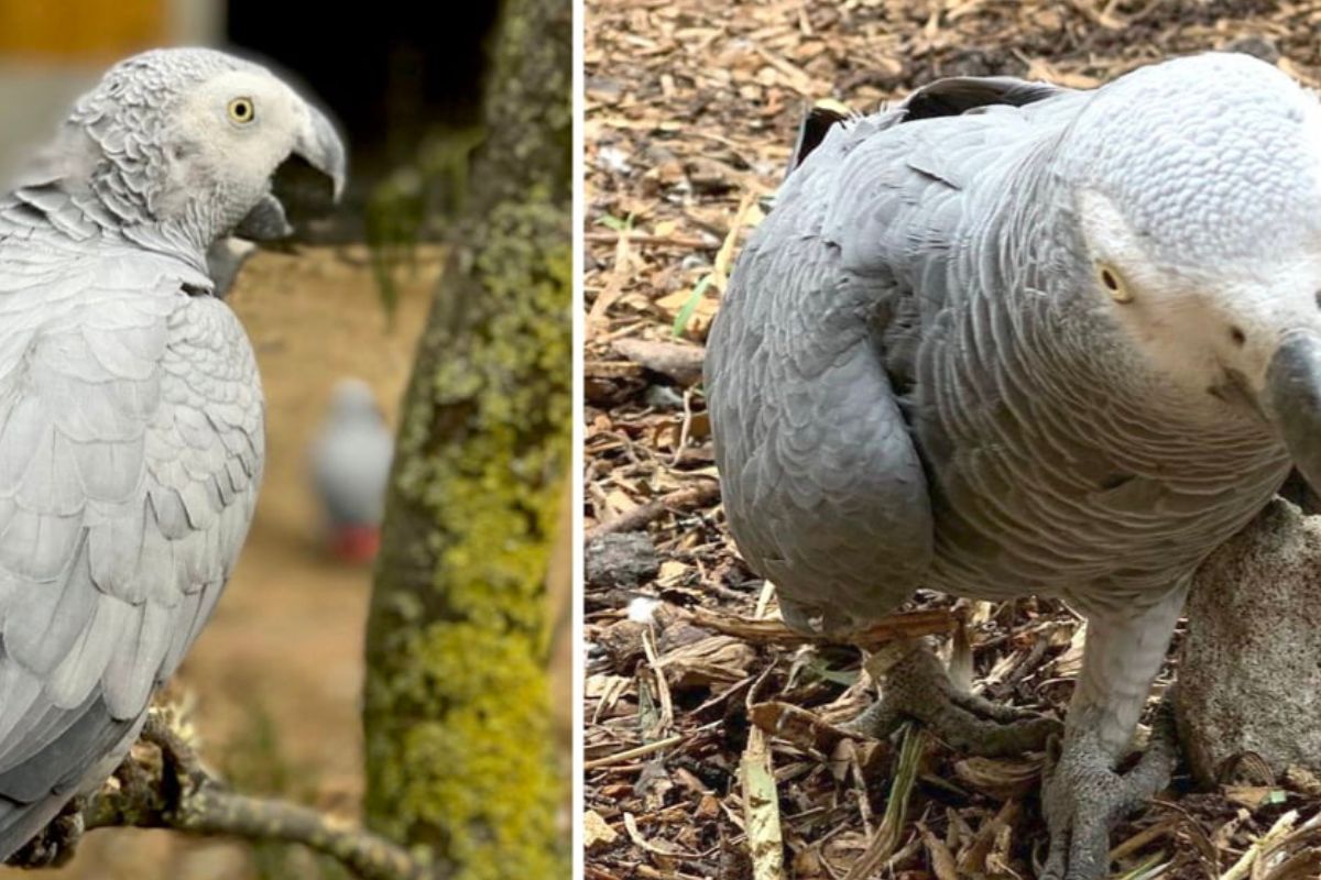 La historia no pasó desapercibida en redes sociales: miles de usuarios celebran la inteligencia y carisma de los loros.