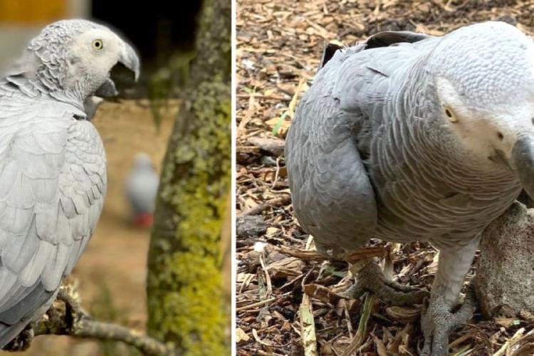 loros La historia no pasó desapercibida en redes sociales: miles de usuarios celebran la inteligencia y carisma de los loros.