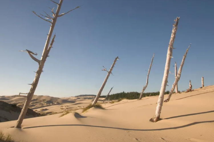 DUNE dunas Oregon 2 DUNE dunas Oregon 2