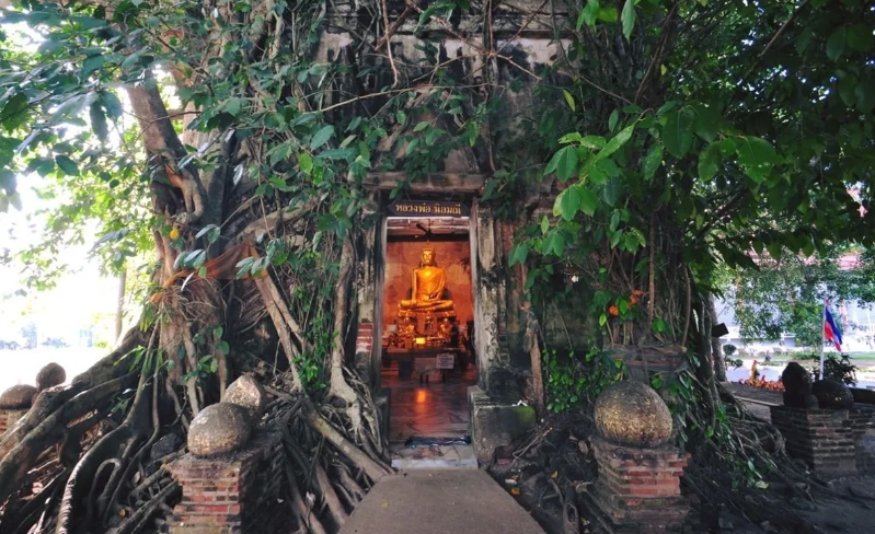 El árbol sagrado y mágico que canta los números que van a salir en la lotería El árbol sagrado y mágico que canta los números que van a salir en la lotería