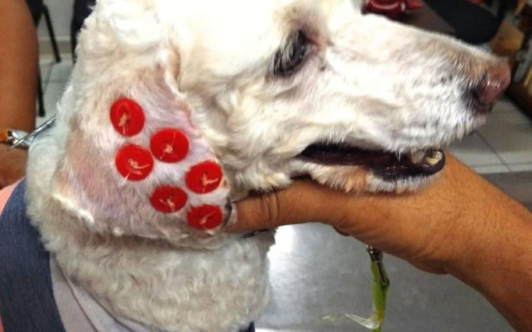 botones orejas perros2 botones orejas perros2