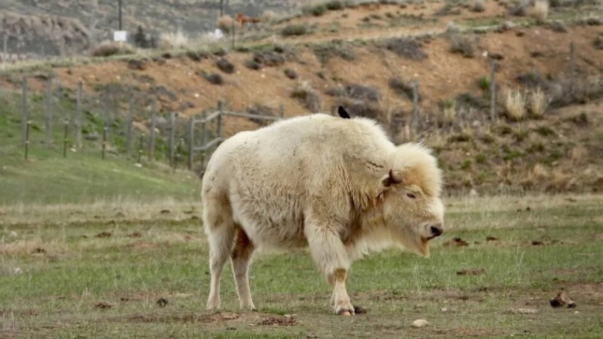 bufalo blanco2