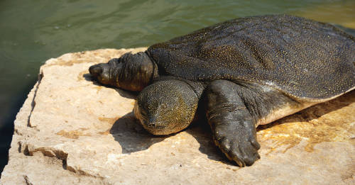 Murió la última hembra de una especie de tortuga en crítico peligro de extinción