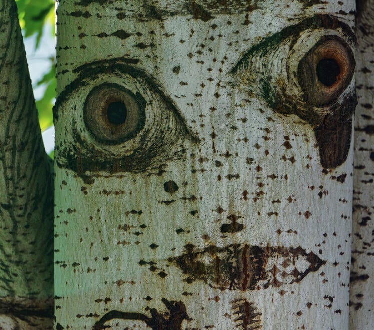 pareidolia AdobeStock_438564283 pareidolia AdobeStock_438564283