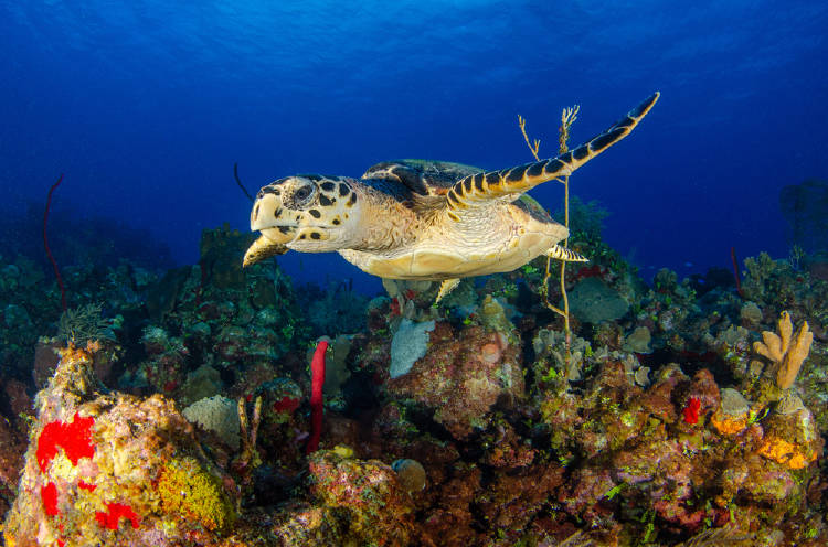 tortuga nadando tortuga nadando