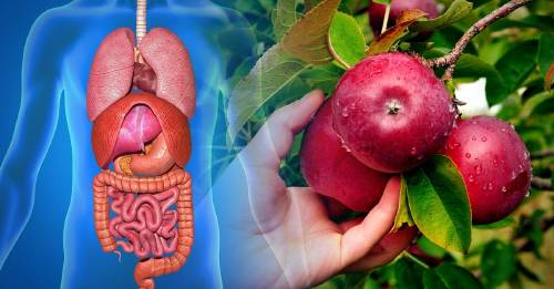 alimentos cada vez menos nutritivos alimentos cada vez menos nutritivos