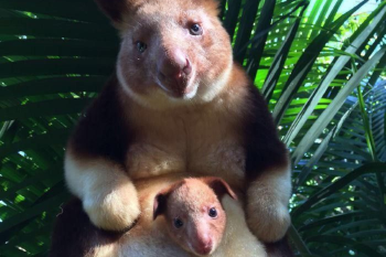canguro Sí, existe un canguro que trepa árboles y necesita que lo salvemos ya. Se llama Dendrolagus goodfellowi. (Foto: Pinterest)