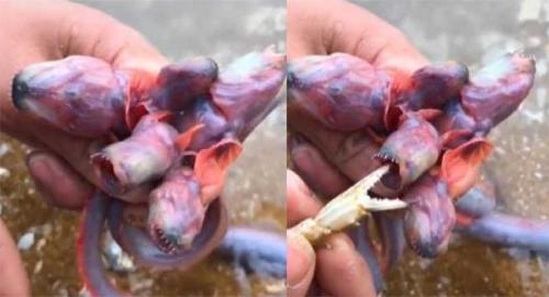 animal tiktok animal tiktok