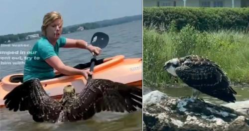 Aguila rescatada Aguila rescatada