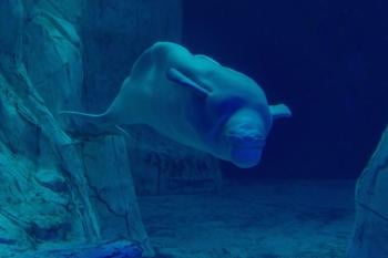 belugas Imagen: greenmatters.com