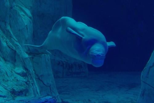 belugas Imagen: greenmatters.com