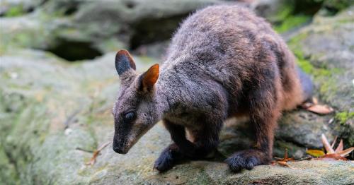 En búsqueda de un nuevo hogar para el walabi australiano