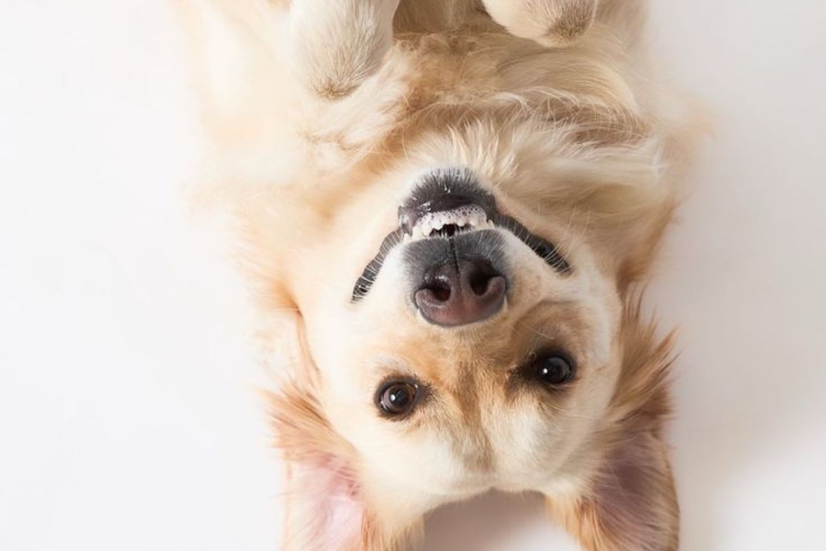 perro Esta fecha fue establecida en memoria de Chonino, un perro policía que murió en acto de servicio en 1983, mientras protegía a su compañero humano (Pinterest)