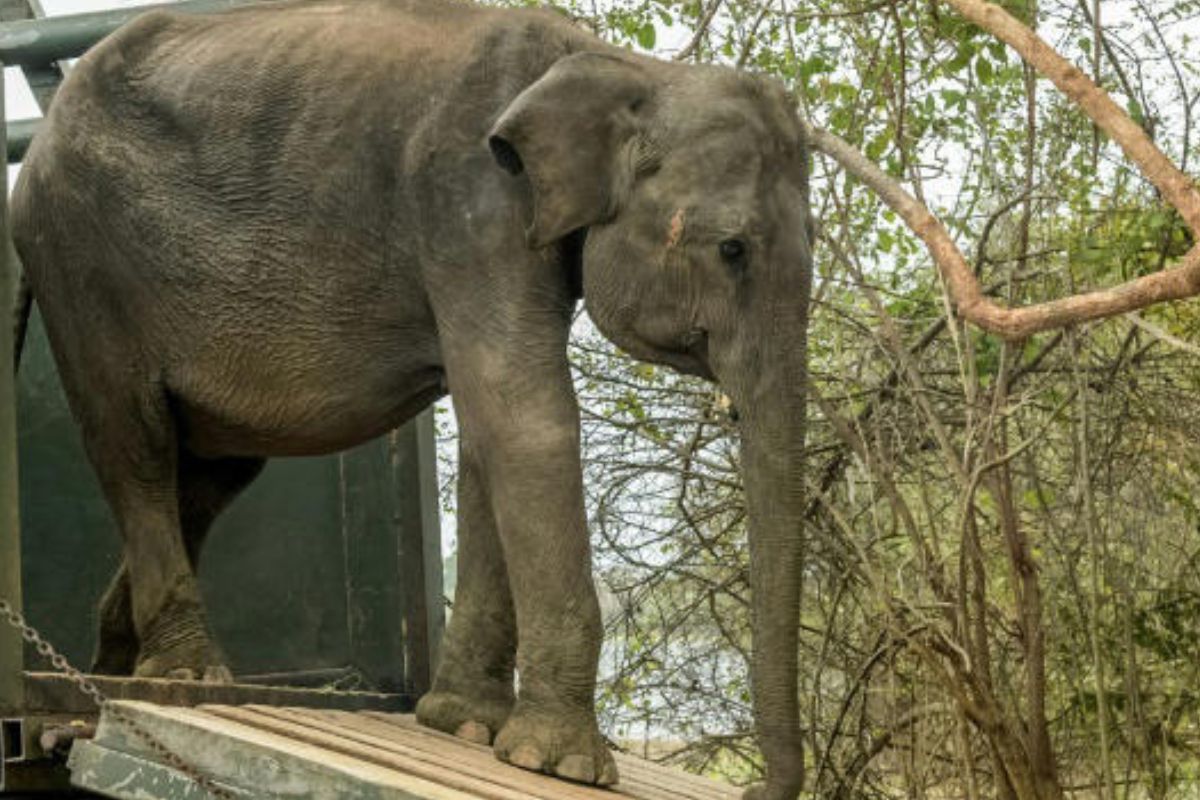 Una cría de elefante es liberada en un parque de Udawalawe en Sri Lanka, el 17 de julio de 2025. (MSN)