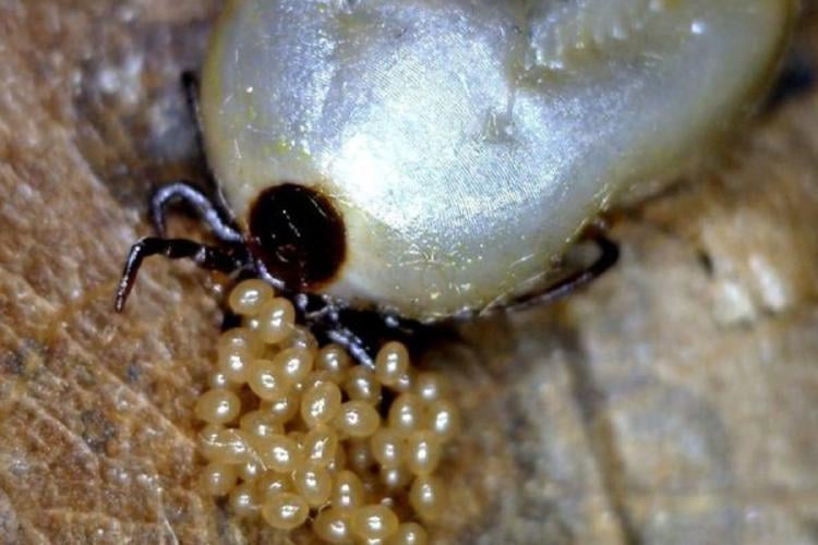 garrapatas Entre los métodos caseros más populares para combatir los huevos de garrapata, uno destaca por su efectividad y facilidad de uso: el vinagre blanco. (Pinterest)