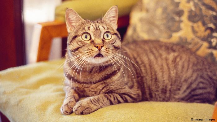 65566267_303 65566267_303