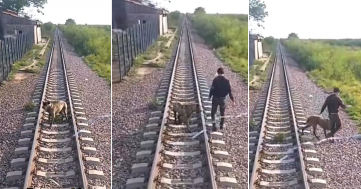 Maquinista salvó a perrito Maquinista salvó a perrito