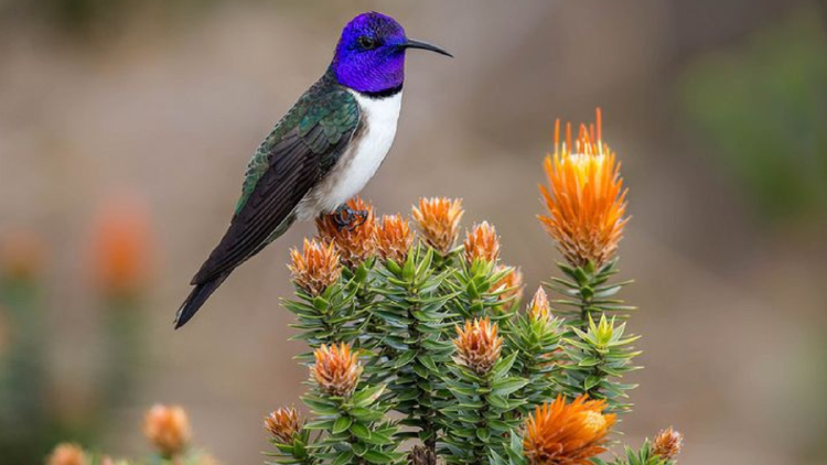 colibri Se descubrió en Colombia, desafiando la teoría de la singularidad territorial. (Foto: Pinterest).