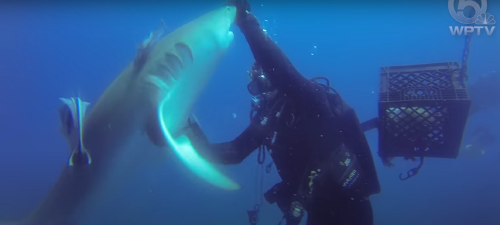 tiburón viral tiburón viral