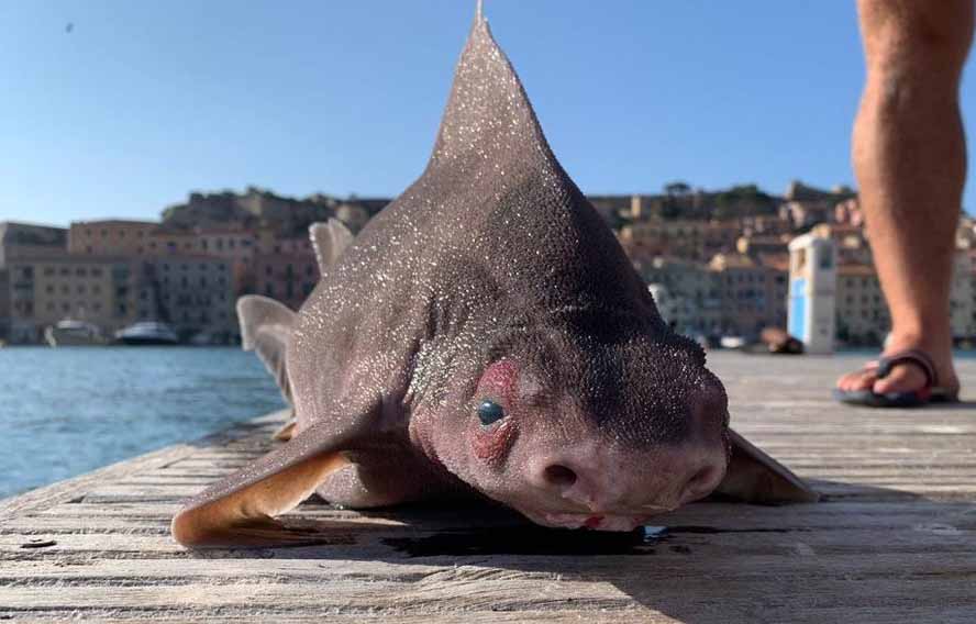 tiburon cerdo tiburon cerdo