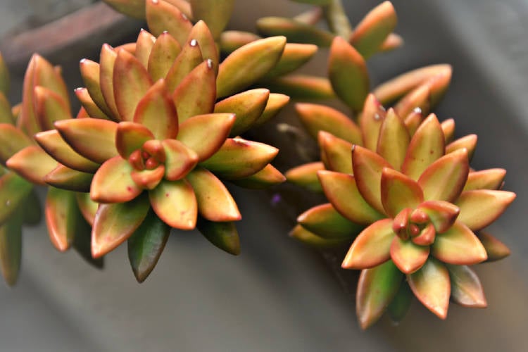 graptosedum