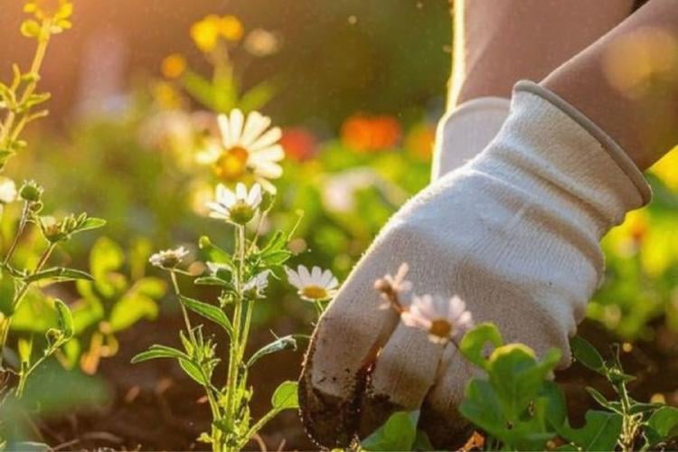 jardineria Dependiendo de la actividad, una hora de trabajo en el jardín puede quemar entre 120 y 600 calorías. (Foto: Pinterest)