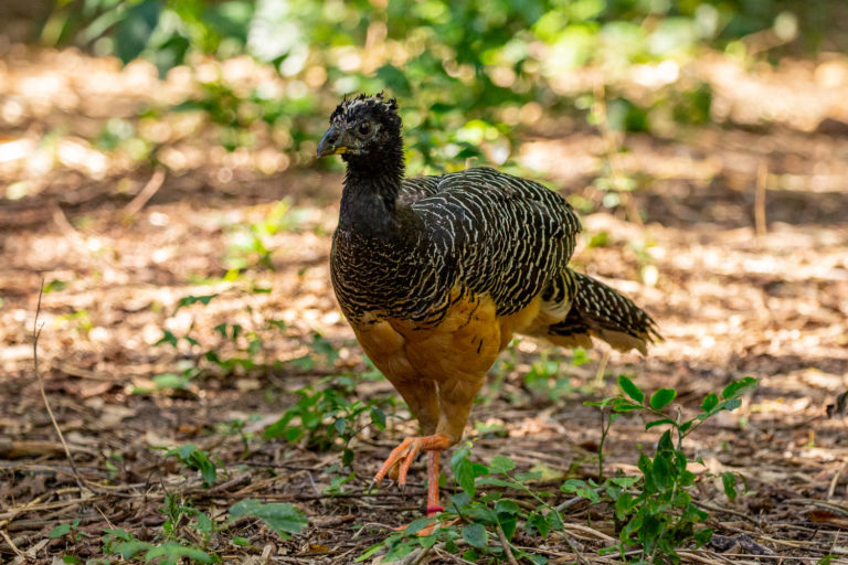 muitu ave argentina 2 768x512 muitu ave argentina 2 768x512