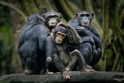 chimpances chimpances