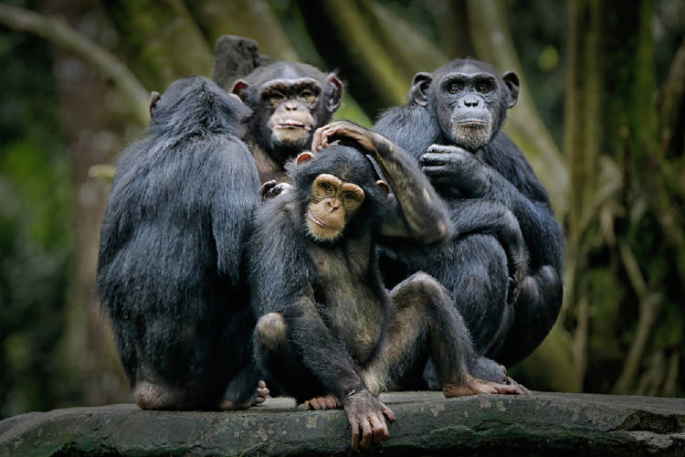 chimpances