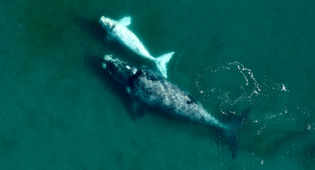 Un reencuentro con una ballena que “ilumina” el mar – Instituto de Conservación de Ballenas Google Chrome 15_11_2021 14_37_40