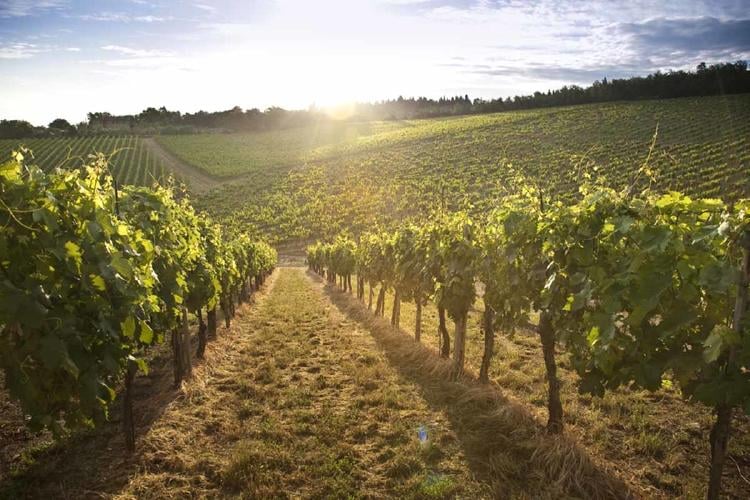 SEMBRAR ARBOLES regeneración del suelo