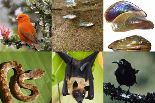 animales extintos USA animales extintos USA