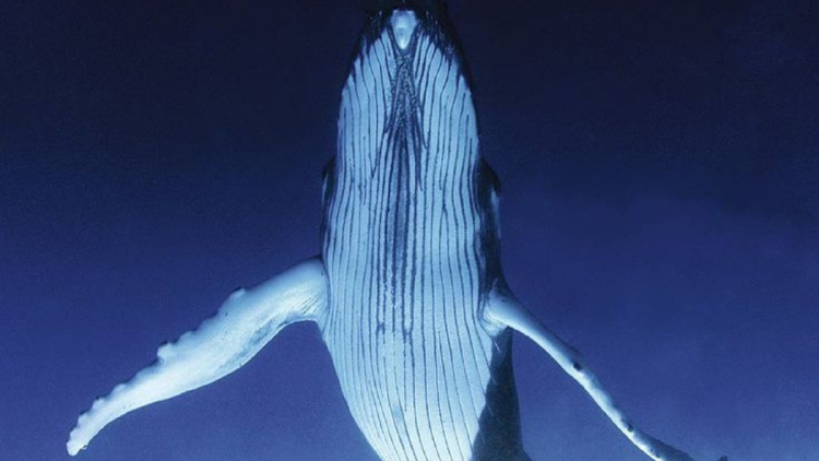 ballena jorobada Hombre tragado y escupido por una ballena: ¿Por qué? (Foto: Pinterest)