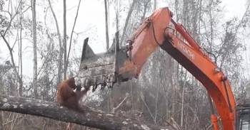Orangután lucha con una excavadora por su bosque