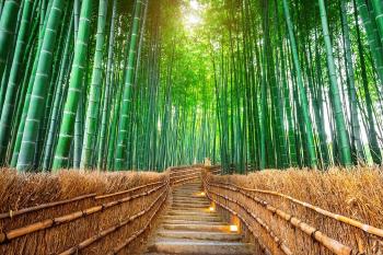 fabula del helecho y el bambu