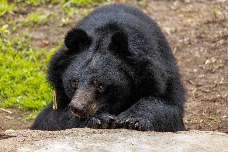 Osos negros en Florida/ Pexels Osos negros en Florida/ Pexels