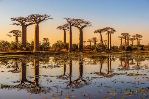 baobabs