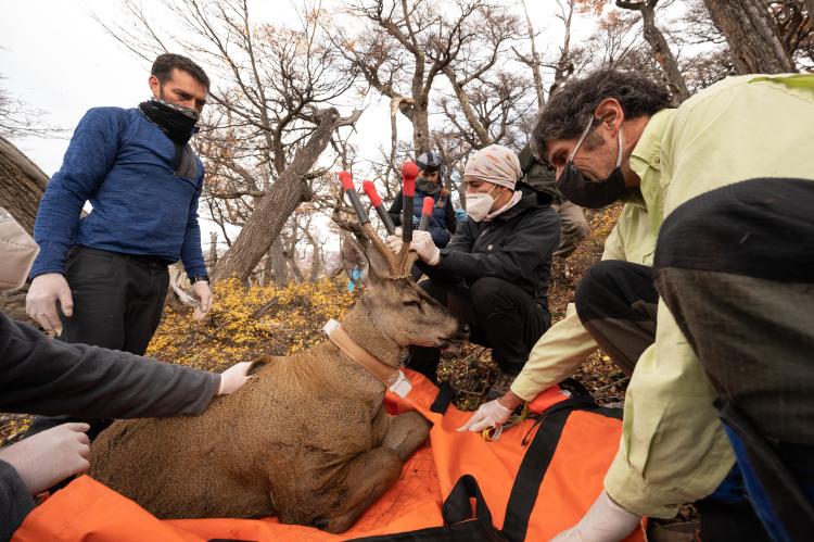 Captura Huemul - Franco Bucci PPA_4255-min Captura Huemul - Franco Bucci PPA_4255-min