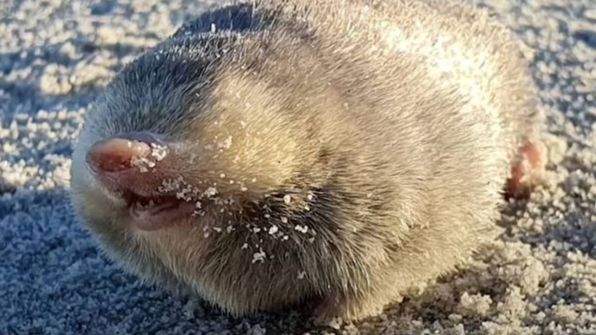 Es un mamífero pequeño, generalmente mide entre 8 y 20 centímetros de longitud y su pelaje tiene un brillo metálico dorado (Foto: Pinterest)