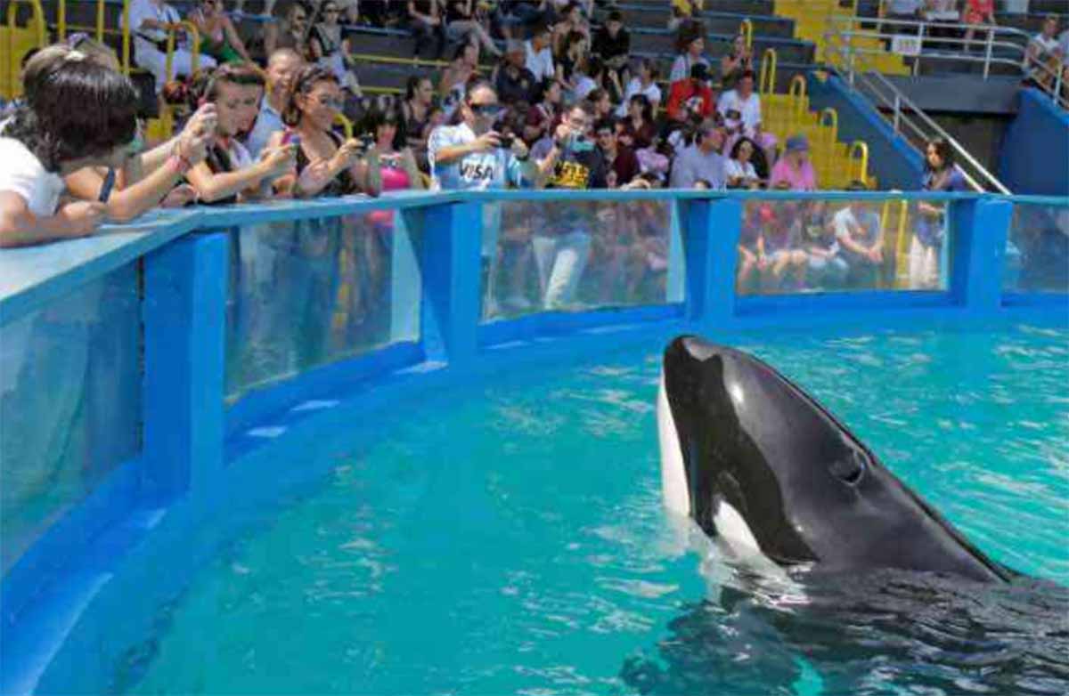 ballena orca2 ballena orca2