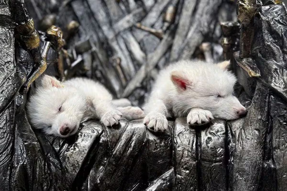 lobos Extinto hace más de 10.000 años: científicos reviven al lobo gigante.