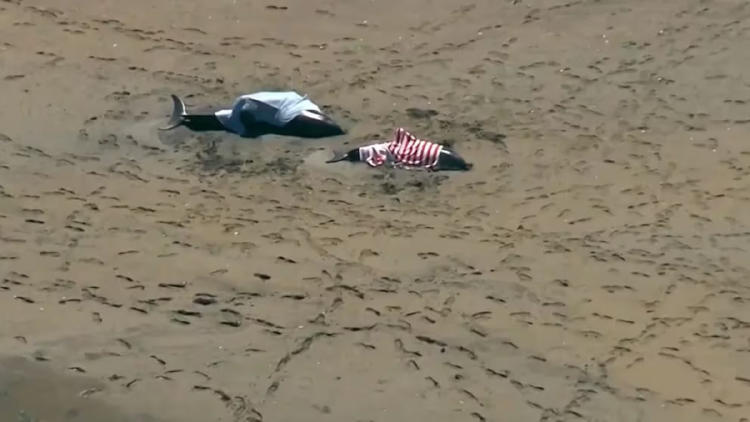 rescate delfines3 rescate delfines3