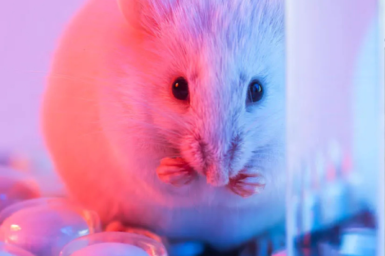 rata Ratones con cerebro humano: la ciencia cruza un límite inquietante al realizar una intervención sin precedentes.