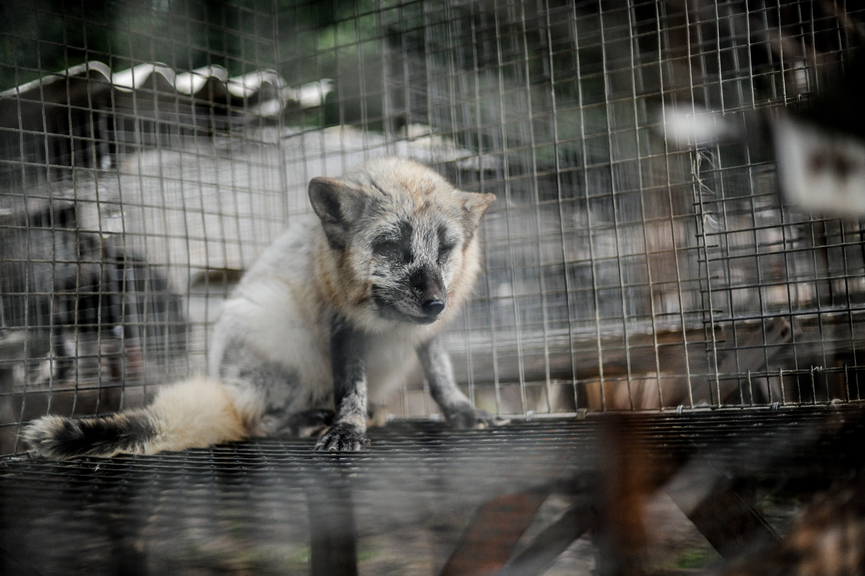 zorro jaula zorro jaula